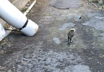 Esercizio abusivo della professione veterinaria e maltrattamento di animali: condannata a 10 mesi di reclusione una 59enne