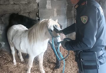 Scoperta stalla abusiva: denunciato macellaio. Salvati due pony VIDEO