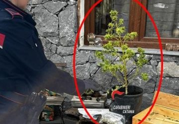 Marijuana e cocaina in giardino: manette per un 50enne