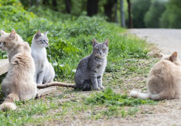 Crudeltà sugli animali: gatto seviziato e ucciso a Santa Venerina. La denuncia