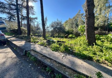 Giarre, residenti e volontari rimuovono il pino abbattuto in via Silvio Pellico: &ldquo;Non potevamo pi&ugrave; aspettare&rdquo;