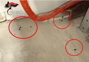 Escrementi di topi in un laboratorio per pasticcerie: chiusa l&rsquo;area e multato il titolare