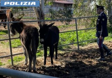 Catania, salvati due asini destinati alla macellazione clandestina