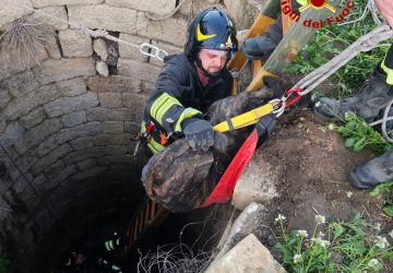 Cane cade dentro un pozzo: salvato dai vigili del fuoco