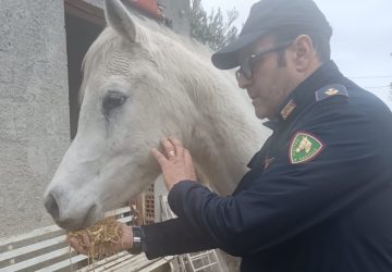 Calatabiano, scoperta stalla fatiscente con 6 cavalli in pessime condizioni: denunciato 41enne VIDEO