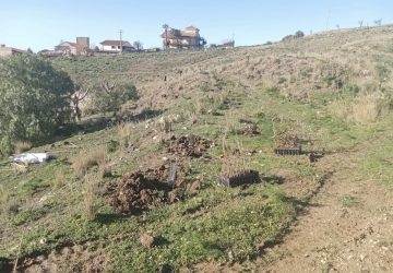 Ambiente: piantumazione di 6000 alberi e un futuro bosco a Castel di Iudica