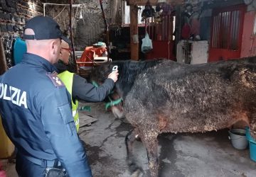 Salvato cavallo pronto per essere macellato clandestinamente: denunciato 67enne VIDEO