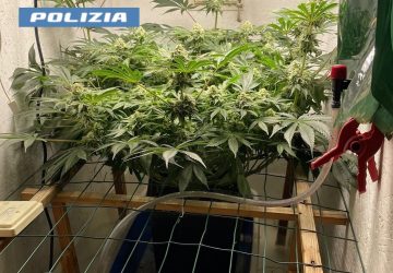 Serra artigianale di marijuana in camera da letto: arrestato 53enne