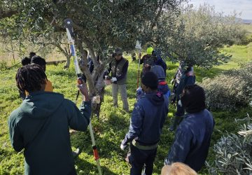Corso di potatura dell&rsquo;olivo nei terreni confiscati alla mafia