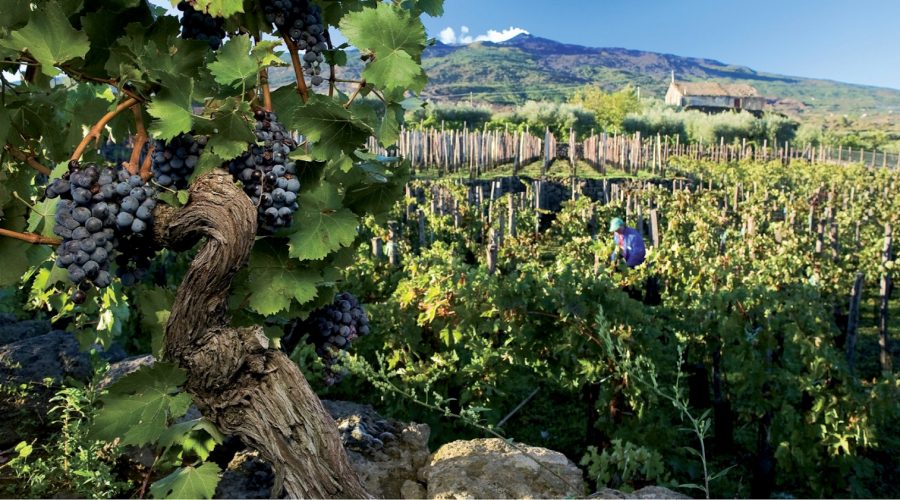 Etna, 90mila euro dalla Regione per il progetto di segnaletica turistica digitale della Strada del Vino e dei Sapori