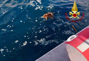 Sommozzatori dei vigili del fuoco salvano tartaruga marina alla scogliera di Catania