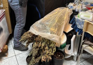 Nel soggiorno di casa aveva creato una serra per coltivare cannabis: arrestato 57enne VIDEO