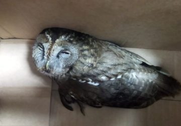 Taormina, la Polizia metropolitana soccorre un gufo ferito