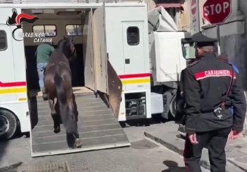 Stalla abusiva nel centro di Catania: denunciato 36enne catanese. Sequestrati due cavalli