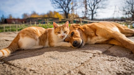 Raccolta di cibo e coperte per randagi: il Lions club Giarre Riposto promuove l'iniziativa "Insieme per i nostri amici a quattro zampe"