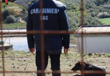 Cani tenuti in condizioni precarie: Nas sequestra il canile municipale di Vizzini