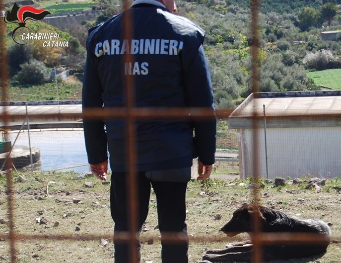 Cani tenuti in condizioni precarie: Nas sequestra il canile municipale di Vizzini