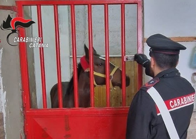 Scoperta una stalla abusiva: denunciato il proprietario