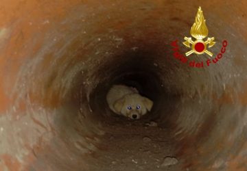 Cucciolo randagio cade in un pozzo: salvato dai Vigili del fuoco