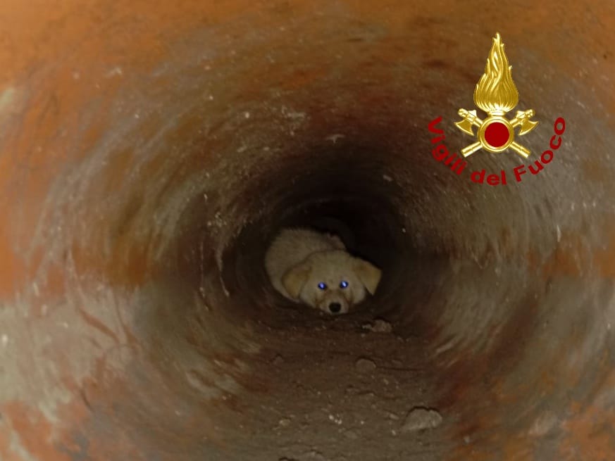 Cucciolo randagio cade in un pozzo: salvato dai Vigili del fuoco