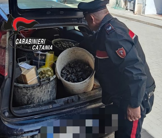Giarre, in auto con 90 kg di molluschi privi di tracciabilità: sanzionato 31enne