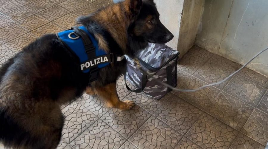 Maui e Ares trovano cocaina, marijuana e hashish: arrestato 52enne