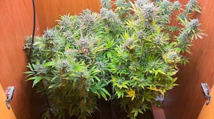 Aveva impiantato una “mini serra” di marijuana in salotto: arrestato 37enne