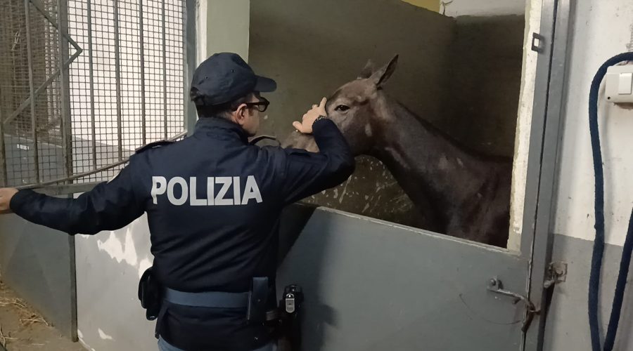 Cavalla maltrattata e lasciata nel letame in un garage trasformato in stalla: denunciato il proprietario