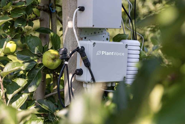Plantvoice, quando l’IA diventa l’alleata invisibile dei campi grazie al monitoraggio della salute delle piante!