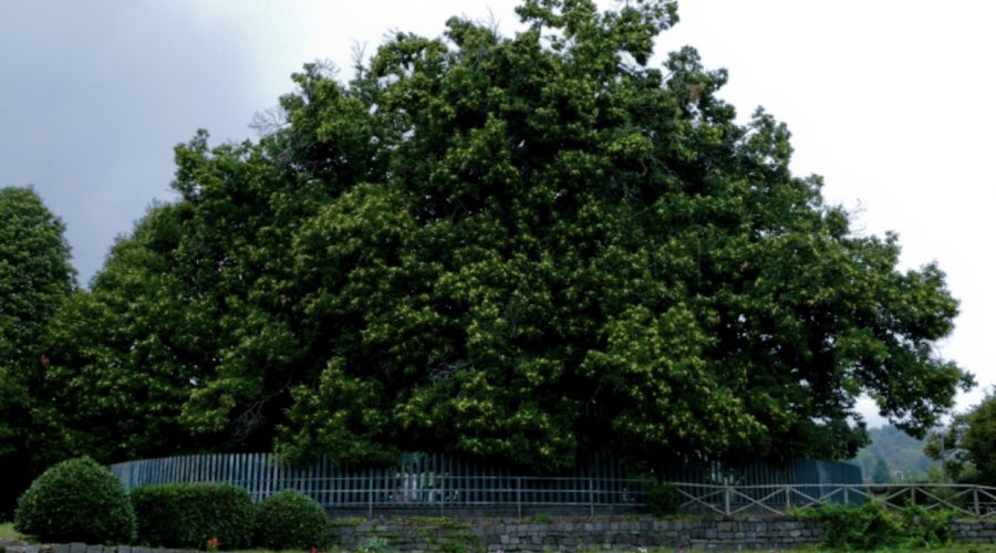 Sant’Alfio, tutto pronto per la “10 km del Castagno dei cento cavalli – Gara della Pace”