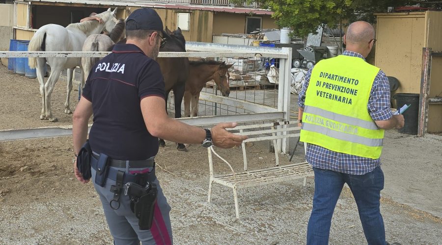 Stalle abusive: pioggia di denunce e sanzioni. Sequestrati diversi cavalli