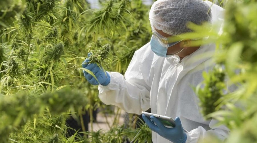 Benessere Olistico: le tendenze naturali che stanno cambiando il modo di prendersi cura di sé