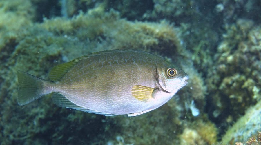 pesce coniglio