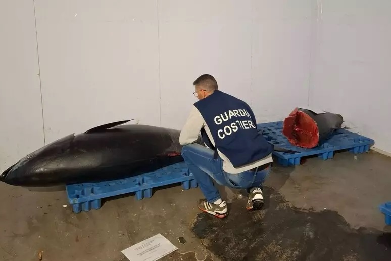 Guardia costiera sequestra 14 esemplari di tonno rosso tra Acireale e Catania