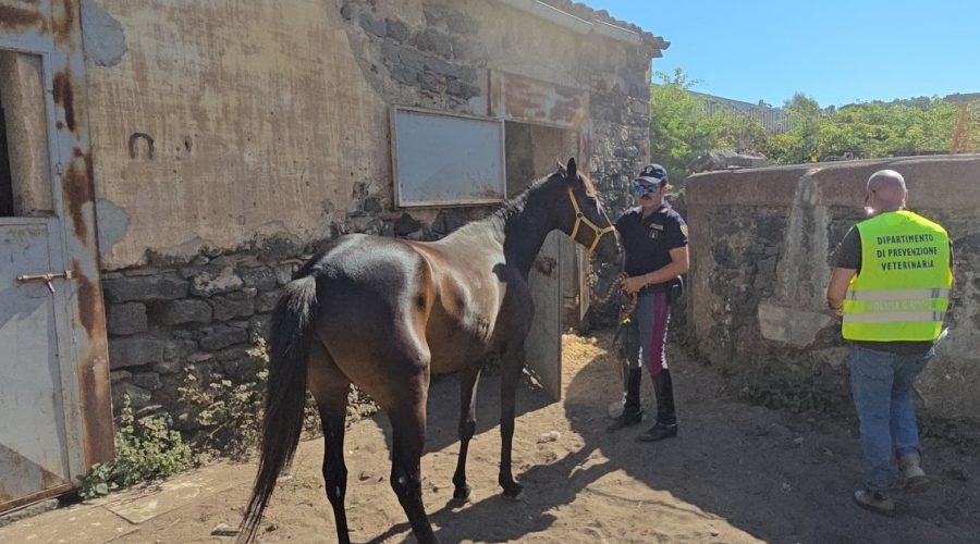 Blitz in un terreno con un box adibito a stalla: vincolo sanitario per 2 cavalli, sanzioni per 6.500 euro VIDEO