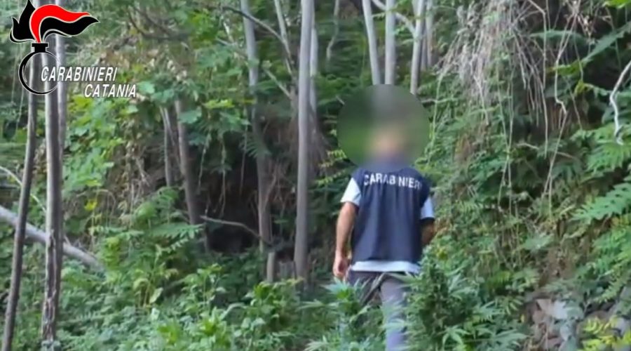 Acireale, i Carabinieri scoprono e sequestrano una piantagione di marijuana: due arresti VIDEO