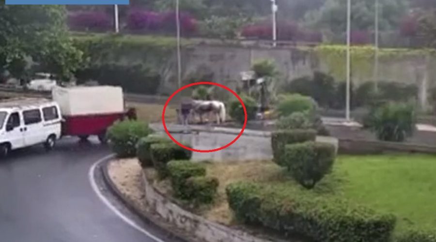 Cavallo si infortuna durante un allenamento per un’eventuale corsa clandestina e “scompare nel nulla”: denunciato 53enne VIDEO