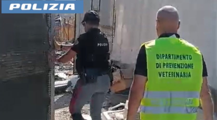 I cittadini segnalano un cavallo all’interno di una terreno adibito a discarica: denunciati in due VIDEO