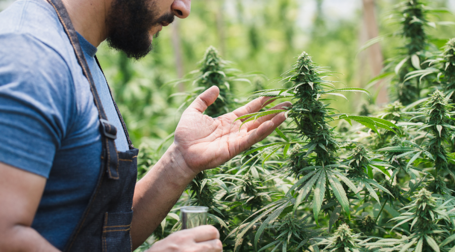 Le 5 curiosità che (forse) non conosci sulla cannabis