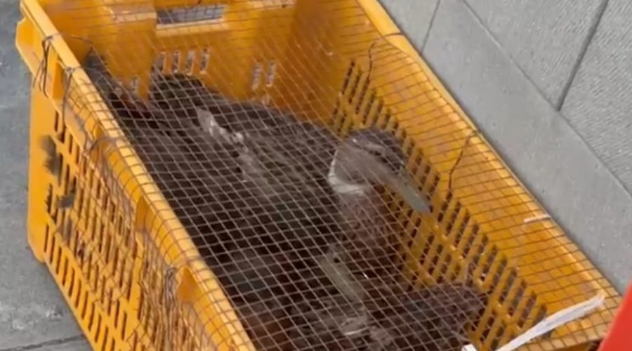Puntalazzo, maltrattamento animali: stop alla vendita di animali durante il tradizionale incanto VIDEO