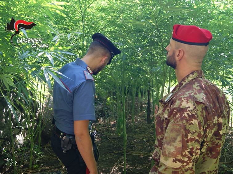 Giarre, scoperta una vasta piantagione di cannabis: arrestato 74enne