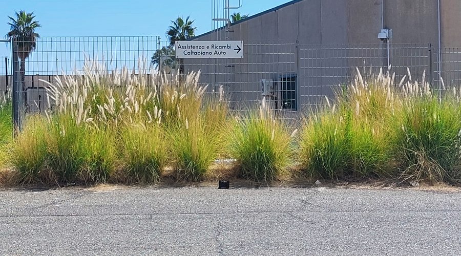 Giarre: le aiuole del parcheggio di via Teatro e la zona artigianale in stato di abbandono