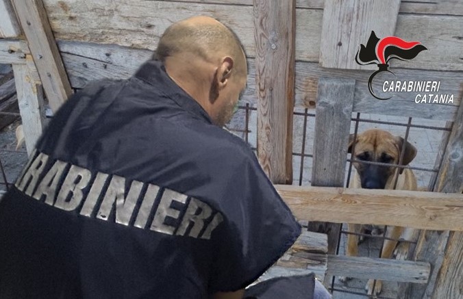 Riposto, carabinieri recuperano 3 cagnolini in pessime condizioni presso l’ex stadio “Corvaia”
