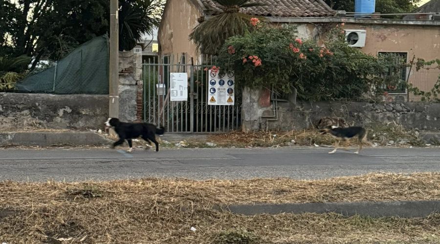 Mascali, continua il recupero e la messa in sicurezza di cani randagi sul territorio