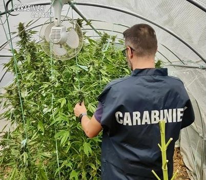 Una piantagione di marijuana nascosta nell’orto di casa: arrestato 52enne