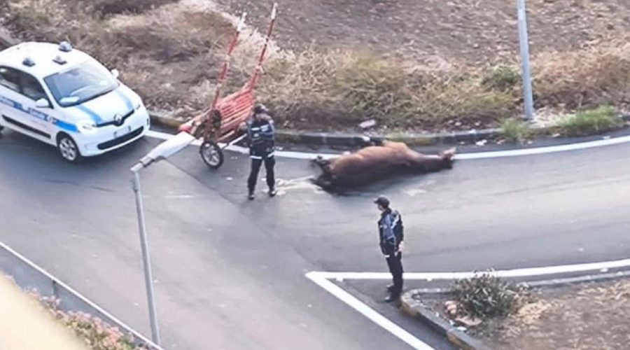 Cavallo stramazza a terra sulla Circonvallazione a Catania, traffico in tilt alle prime luci dell’alba