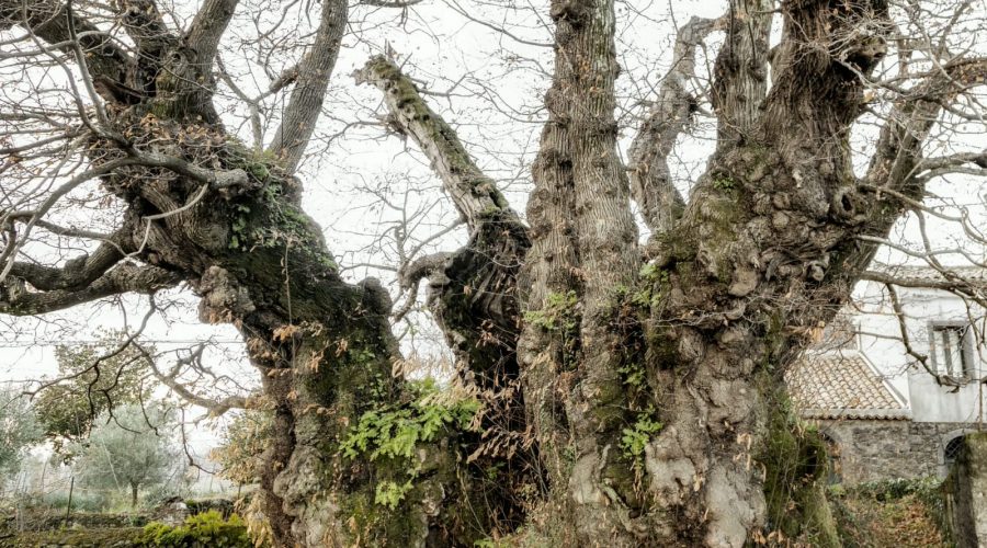 Gli alberi monumentali del territorio di Mascali nel contesto etneo al centro di una conferenza promossa dall’associazione MarEtna