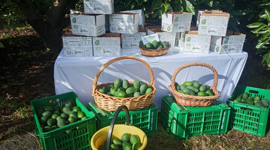Giarre, l’avocado da frutto tropicale ad eccellenza del territorio VIDEO