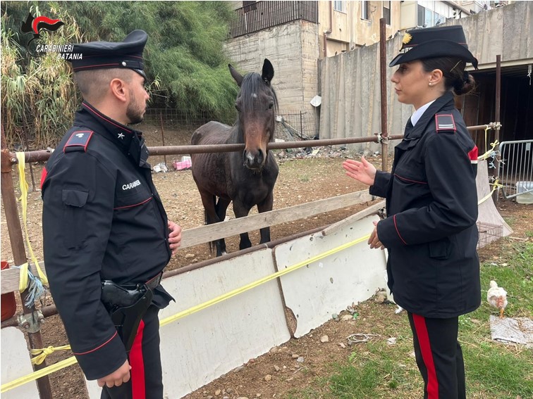 I Carabinieri trovano cavalli in condizioni di malnutrizione: denunciati due uomini