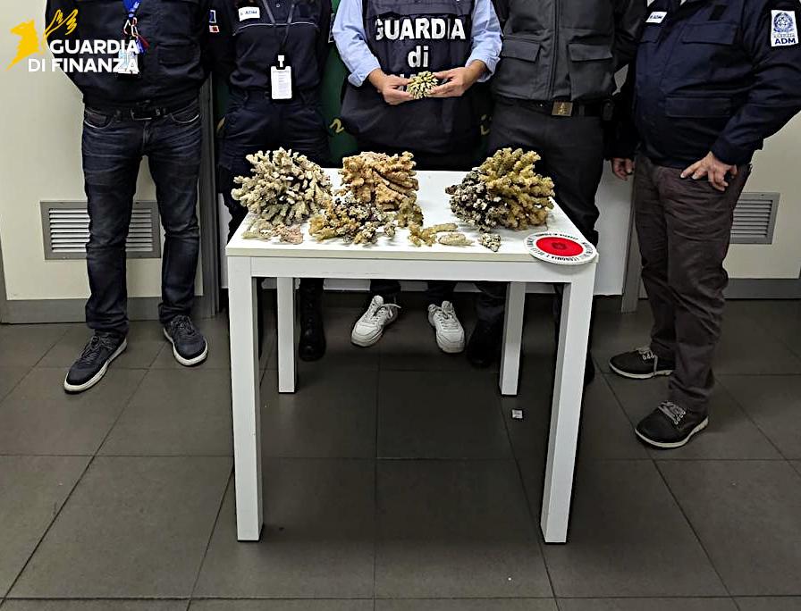Beccato in aeroporto con 6 kg di esemplari di corallo a rischio estinzione: sanzione di 5.000 euro e sequestro del corallo